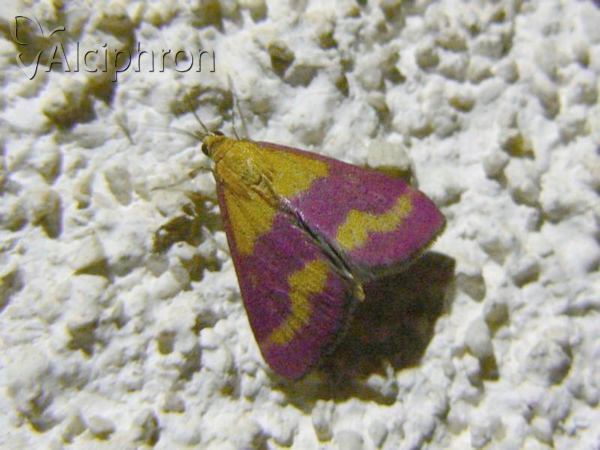 Pyrausta virginalis