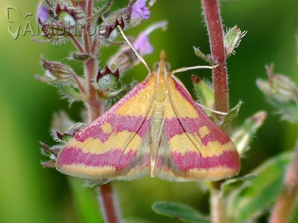 Pyrausta sanguinalis