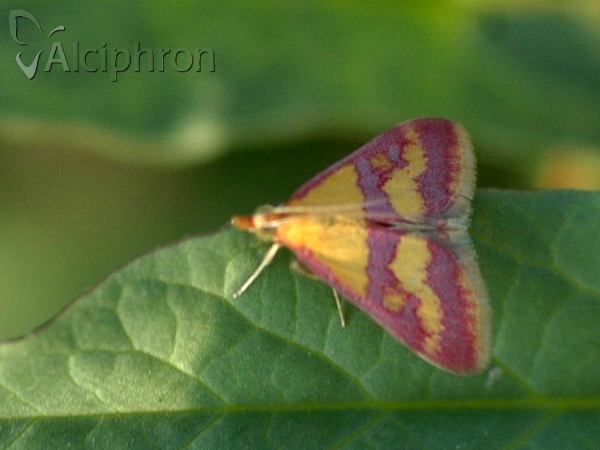 Pyrausta sanguinalis