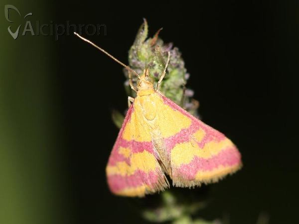 Pyrausta sanguinalis