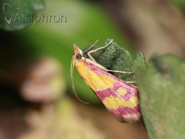 Pyrausta sanguinalis