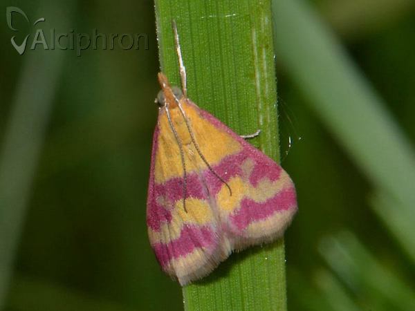 Pyrausta sanguinalis