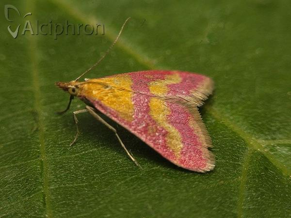 Pyrausta sanguinalis