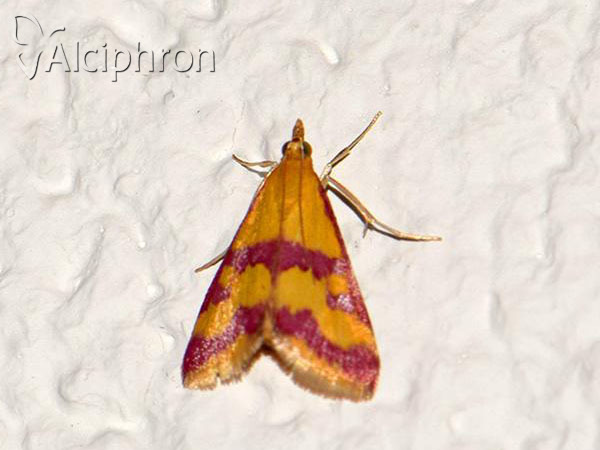 Pyrausta sanguinalis