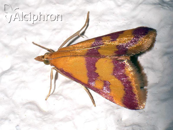 Pyrausta sanguinalis