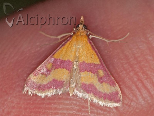 Pyrausta sanguinalis