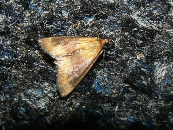 Pyrausta castalis