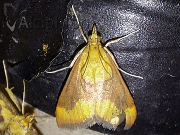 Pyrausta castalis