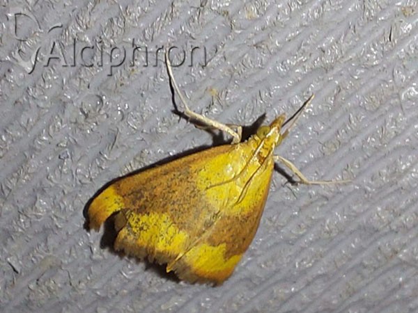 Pyrausta castalis