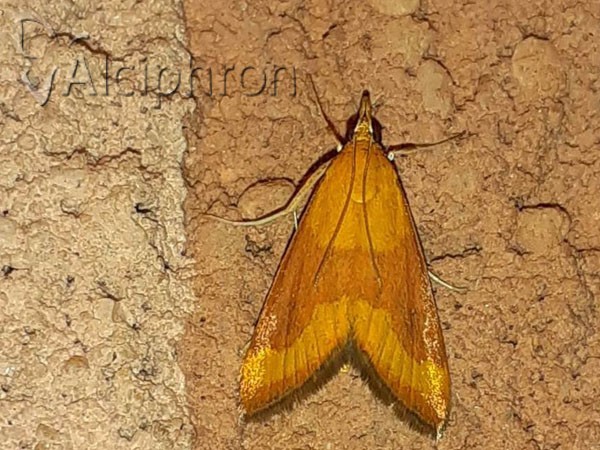 Pyrausta castalis
