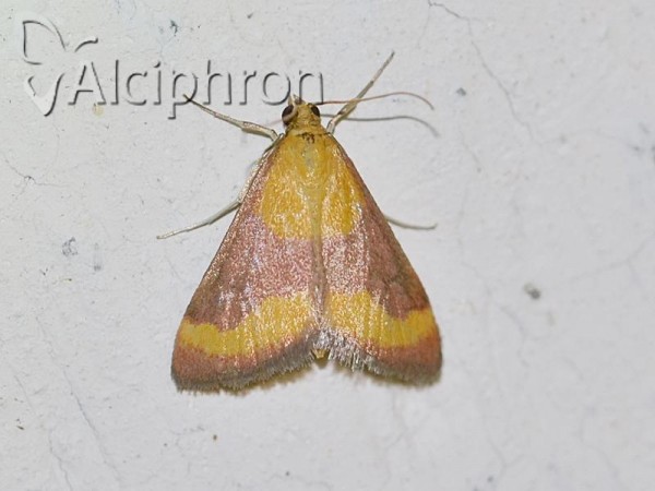 Pyrausta castalis