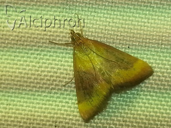 Pyrausta castalis