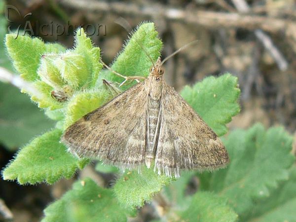 Pyrausta despicata