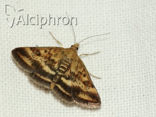 Pyrausta despicata
