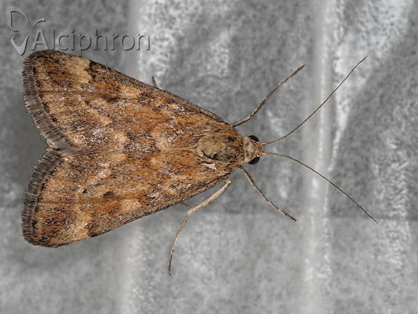 Pyrausta despicata