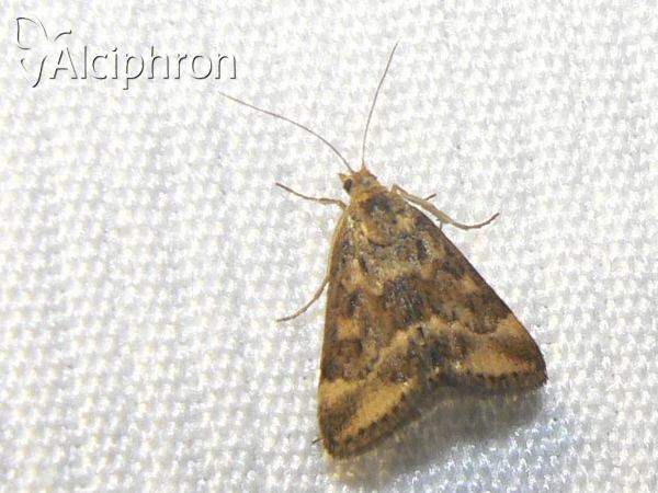 Pyrausta despicata