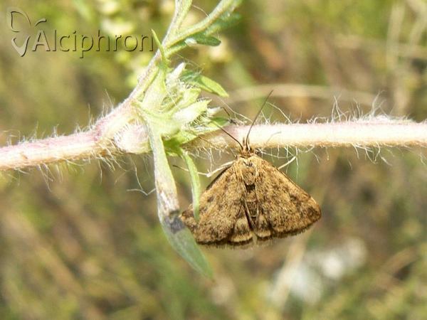 Pyrausta despicata