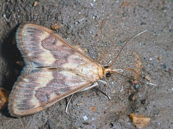 Pyrausta despicata