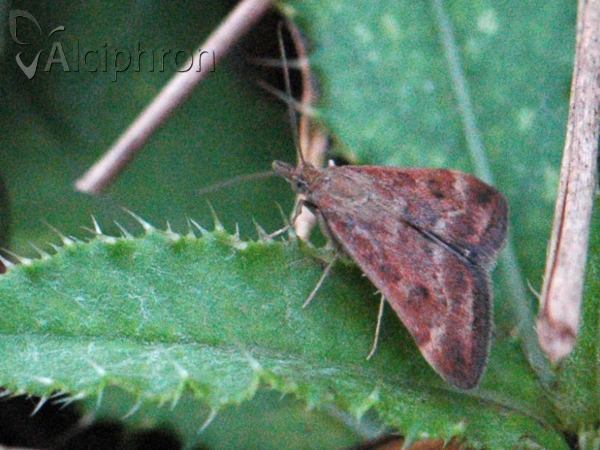 Pyrausta despicata
