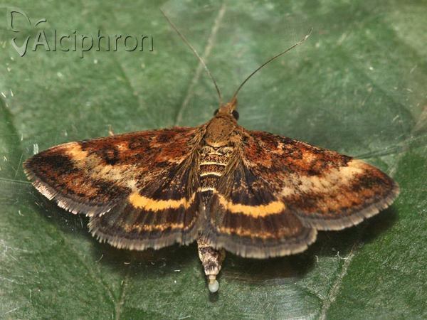 Pyrausta despicata
