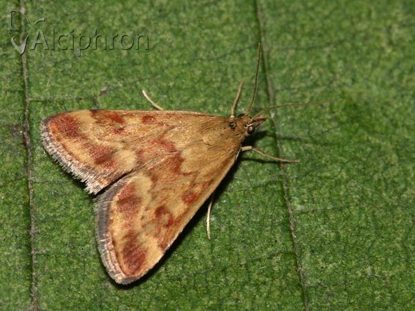 Pyrausta despicata