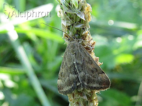 Pyrausta despicata