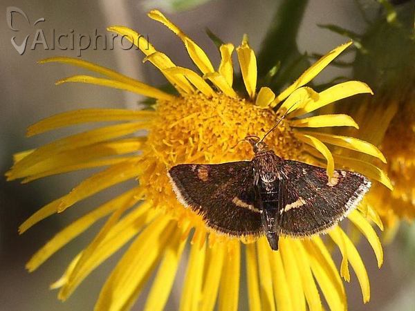 Pyrausta porphyralis