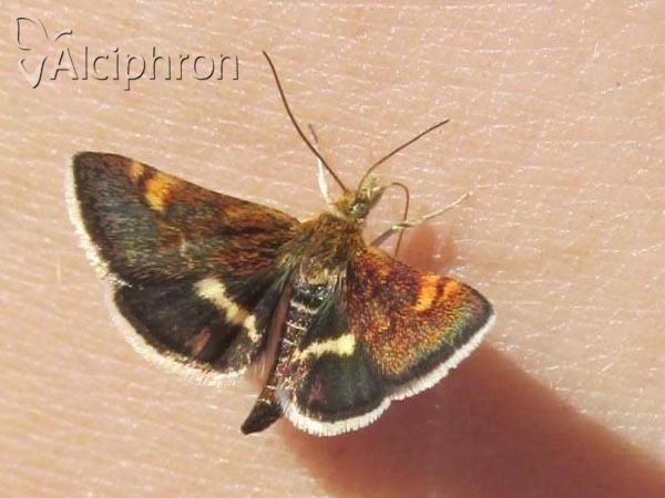 Pyrausta porphyralis