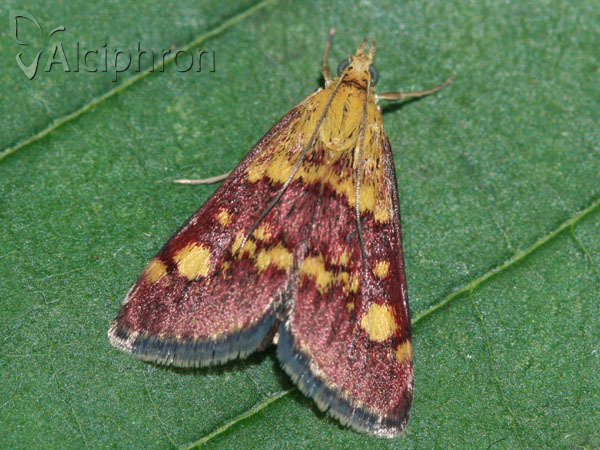 Pyrausta aurata