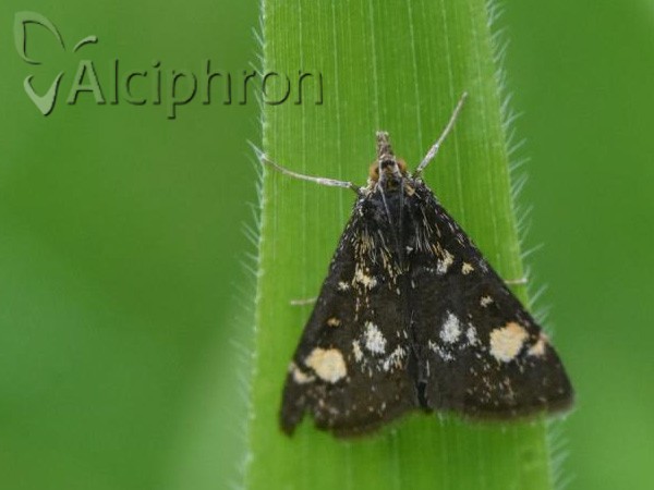 Pyrausta aurata