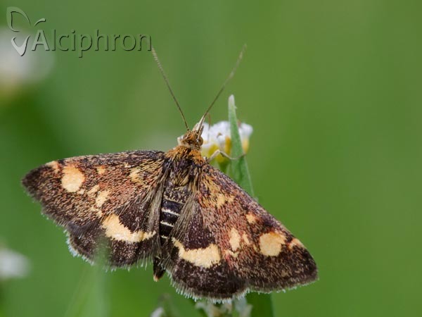 Pyrausta aurata