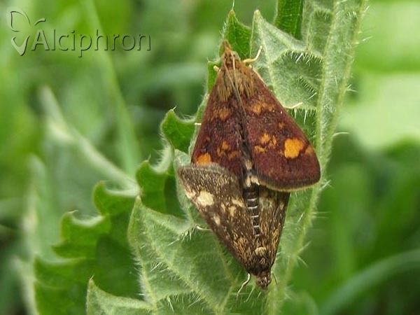 Pyrausta aurata