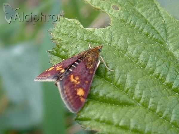 Pyrausta aurata