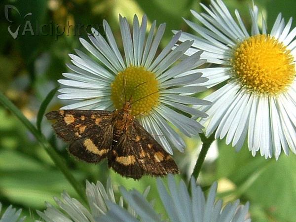 Pyrausta aurata