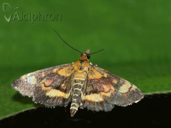 Pyrausta aurata