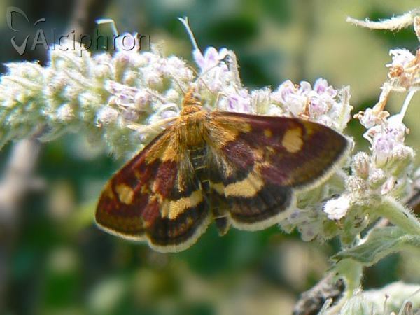 Pyrausta aurata