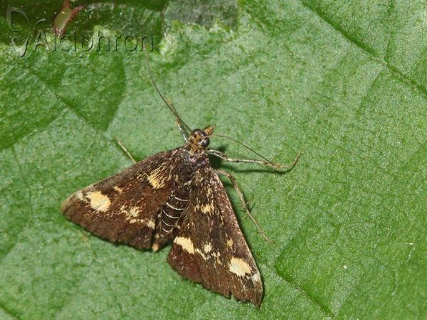 Pyrausta aurata