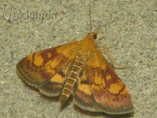 Pyrausta aurata