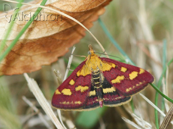 Pyrausta purpuralis