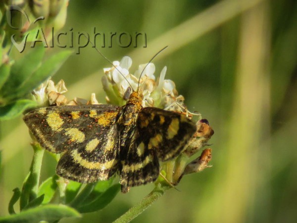 Pyrausta purpuralis