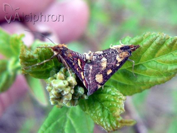 Pyrausta purpuralis