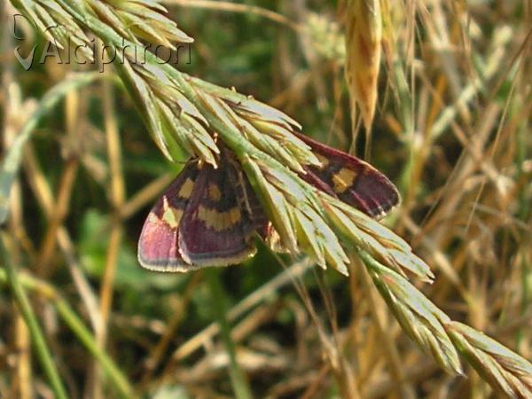 Pyrausta purpuralis