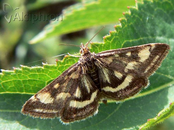 Pyrausta purpuralis