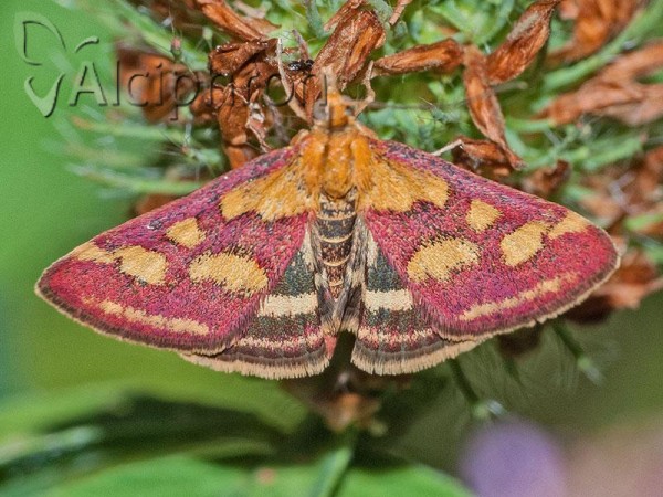 Pyrausta purpuralis
