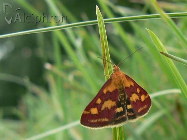 Pyrausta purpuralis