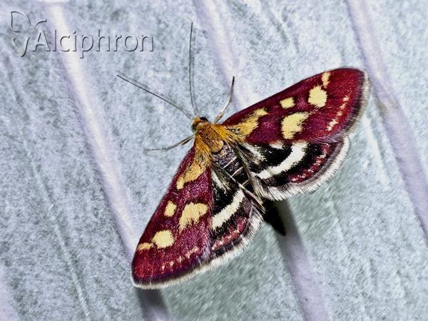 Pyrausta purpuralis