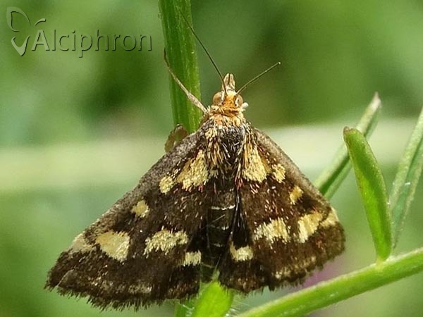Pyrausta purpuralis