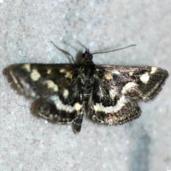 Pyrausta purpuralis