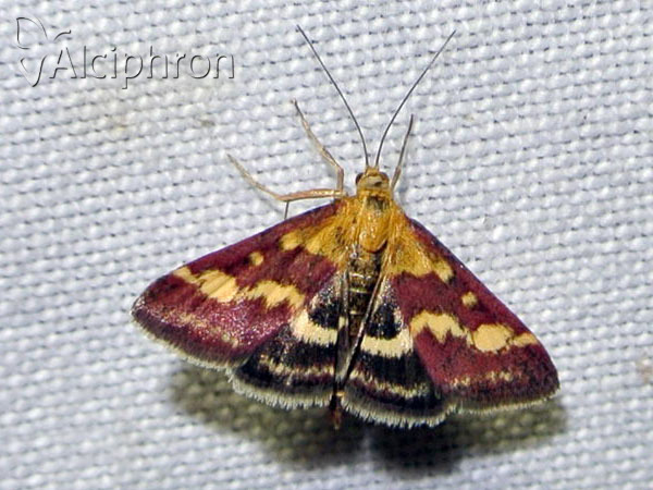Pyrausta ostrinalis