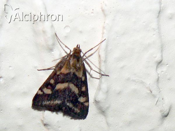 Pyrausta ostrinalis